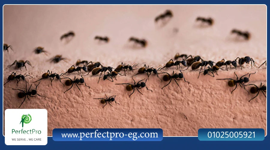 10 طرق للتخلص من النمل فى شركات خدمات نظافة