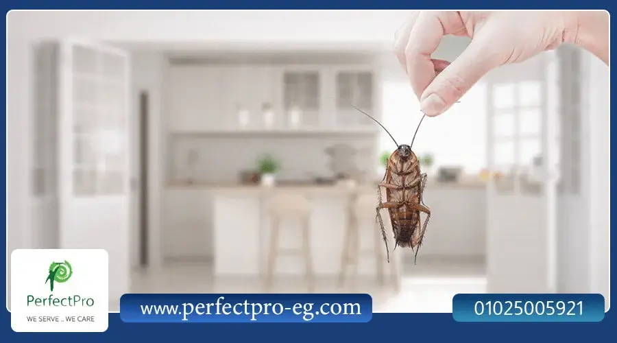 ارخص شركات مكافحة الحشرات فى مصر