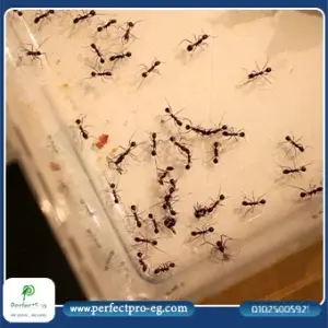 اسهل طريقة للتخلص من النمل